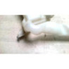 Vase de lave glace SEAT IBIZA 4 PHASE 1 d’occasion