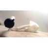 Vase de lave glace CITROEN C3 1 PHASE 1 d’occasion