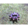 Rampe injection RENAULT MODUS PHASE 1 d’occasion