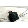 Serrure avant droit TOYOTA YARIS 2 PHASE 1 d’occasion