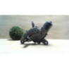 Moteur essuie glace avant droit CITROEN C4 PICASSO 1 d’occasion