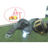 Ceinture arriere droit. CITROEN C8 PHASE 1 d’occasion