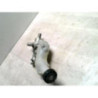 Maitre cylindre (freinage) RENAULT CLIO 3 PHASE 1 d’occasion