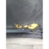 Capot RENAULT LAGUNA 3 PHASE 1 COUPE d’occasion