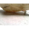 Vase d'expansion FIAT GRANDE PUNTO d’occasion