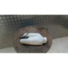 Vase de lave glace RENAULT KANGOO 2 PHASE 2 d’occasion