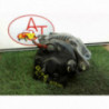 Alternateur. RENAULT CLIO II PHASE 1 d’occasion