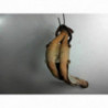 Tube avant (echappement) RENAULT R21 PHASE 2 d’occasion