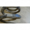 Ressort de suspension arriere gauche HYUNDAI SANTA FE I PHASE 1 d’occasion