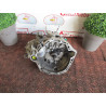Boite de vitesses RENAULT SCENIC II PHASE 2 d’occasion