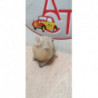 Vase d'expansion PEUGEOT 208 1 PHASE 1 d’occasion