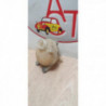 Vase d'expansion PEUGEOT 208 1 PHASE 1 d’occasion